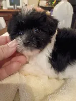 Lilah, a female Chinese Crested for sale in Sallisaw, OK – 1 of 3