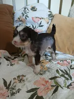 Maxwell, a male Chinese Crested for sale in Sallisaw, OK – 7 of 8