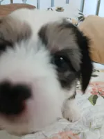 Starla, a female Chinese Crested for sale in Sallisaw, OK – 2 of 6