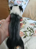 Lovey, a female Chinese Crested for sale in Sallisaw, OK – 2 of 7