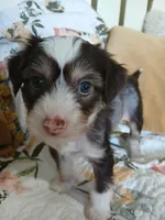 Maxwell, a male Chinese Crested for sale in Sallisaw, OK – 3 of 8