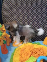 Zillah, a female Chinese Crested for sale in Sallisaw, OK – 5 of 5