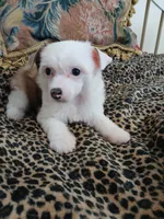 LILLY, a female Chinese Crested for sale in Sallisaw, OK – Photo 5 of 7