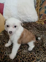 LILLY, a female Chinese Crested for sale in Sallisaw, OK – Photo 2 of 7