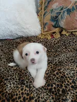 LILLY, a female Chinese Crested for sale in Sallisaw, OK – Photo 7 of 7