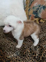 LILLY, a female Chinese Crested for sale in Sallisaw, OK – Photo 3 of 7