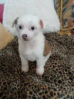 LILLY, a female Chinese Crested for sale in Sallisaw, OK – Photo 6 of 7