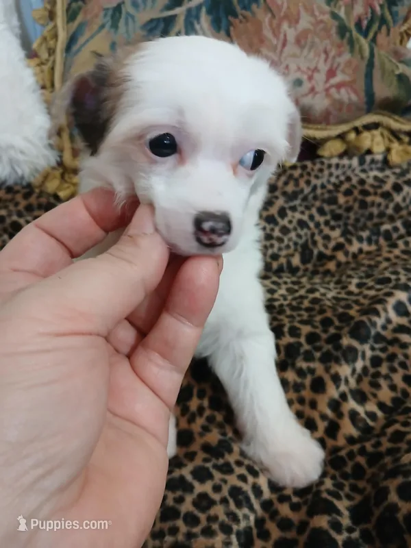 LILLY – Chinese Crested puppy for sale in Sallisaw, OK