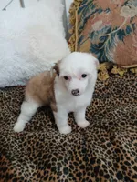 LILLY, a female Chinese Crested for sale in Sallisaw, OK – Photo 4 of 7