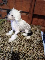 Patch, a male Chinese Crested for sale in Sallisaw, OK – 2 of 4