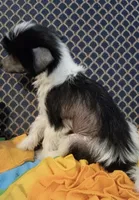 Josiah, a male Chinese Crested for sale in Sallisaw, OK – 2 of 3