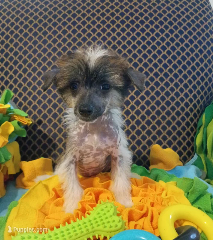 Zillah – Chinese Crested puppy for sale in Sallisaw, OK