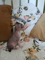 Barkley, a male Chinese Crested for sale in Sallisaw, OK – 10 of 10