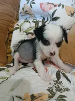Lovey, a female Chinese Crested for sale in Sallisaw, OK – 4 of 7