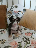 Maxwell, a male Chinese Crested for sale in Sallisaw, OK – 2 of 8