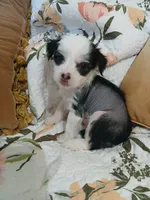 Lovey, a female Chinese Crested for sale in Sallisaw, OK – 7 of 7