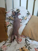 Barkley, a male Chinese Crested for sale in Sallisaw, OK – 8 of 10