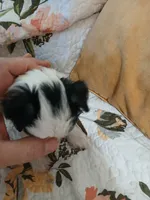 Lovey, a female Chinese Crested for sale in Sallisaw, OK – 5 of 7