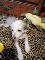 Jake, a male Chinese Crested for sale in Sallisaw, OK – 3 of 3