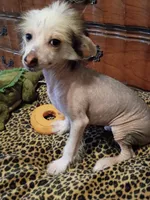 Jake, a male Chinese Crested for sale in Sallisaw, OK – 2 of 3