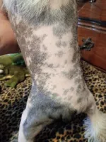 Patch, a male Chinese Crested for sale in Sallisaw, OK – 4 of 4