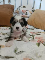 Starla, a female Chinese Crested for sale in Sallisaw, OK – 4 of 6