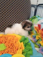 Noah, a male Chinese Crested for sale in Sallisaw, OK – 3 of 4