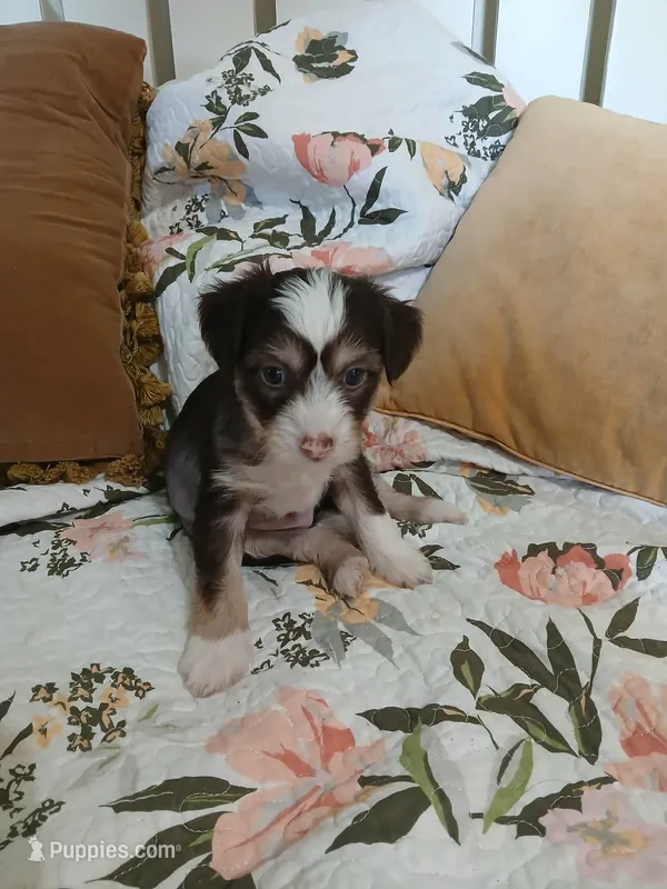 Maxwell – Chinese Crested puppy for sale in Sallisaw, OK