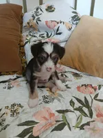 Maxwell, a male Chinese Crested for sale in Sallisaw, OK – 1 of 8
