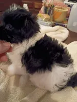Lilah, a female Chinese Crested for sale in Sallisaw, OK – 2 of 3