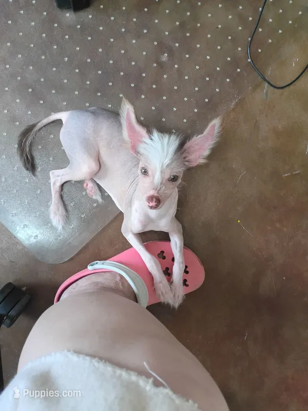 Barkley – Chinese Crested puppy for sale in Sallisaw, OK