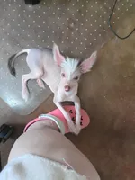 Barkley, a male Chinese Crested for sale in Sallisaw, OK – 1 of 3