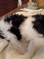 Lilah, a female Chinese Crested for sale in Sallisaw, OK – 3 of 3