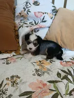 Starla, a female Chinese Crested for sale in Sallisaw, OK – 6 of 6
