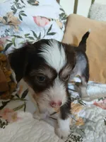Maxwell, a male Chinese Crested for sale in Sallisaw, OK – 6 of 8