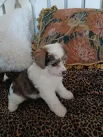 Jacobi, a male Chinese Crested for sale in Sallisaw, OK – Photo 3 of 7