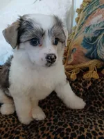 Jacobi, a male Chinese Crested for sale in Sallisaw, OK – Photo 1 of 7