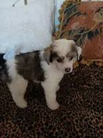 Jacobi, a male Chinese Crested for sale in Sallisaw, OK – Photo 5 of 7