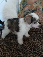 Jacobi, a male Chinese Crested for sale in Sallisaw, OK – Photo 4 of 7