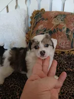 Jacobi, a male Chinese Crested for sale in Sallisaw, OK – Photo 2 of 7