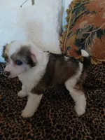 Jacobi, a male Chinese Crested for sale in Sallisaw, OK – Photo 6 of 7