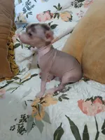 Barkley, a male Chinese Crested for sale in Sallisaw, OK – 5 of 10