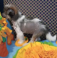 Zillah, a female Chinese Crested for sale in Sallisaw, OK – 2 of 5