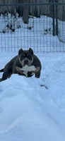 Philly, a female American Bully for sale in Concord, NC – 4 of 5