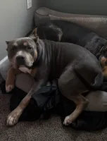 Philly, a female American Bully for sale in Concord, NC – 3 of 5