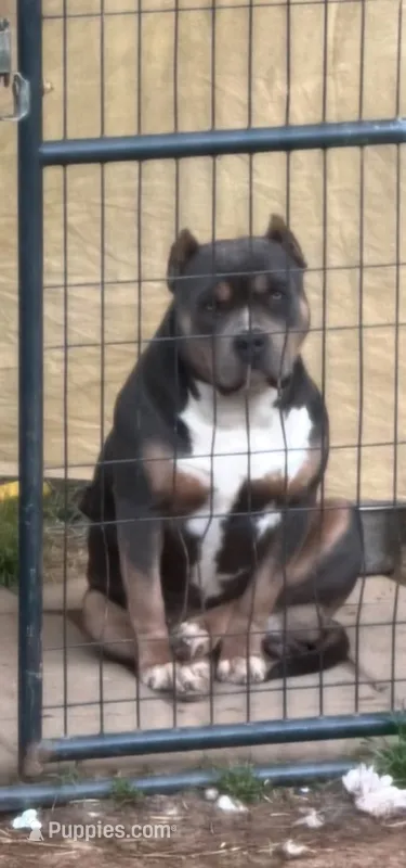 Philly – American Bully puppy for sale in Concord, NC