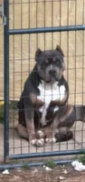 Philly, a female American Bully for sale in Concord, NC – 1 of 5