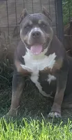Philly, a female American Bully for sale in Concord, NC – 2 of 5