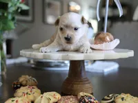 Biscotti “Scottie”, a male Morkie for sale in Tucson, AZ – Photo 2 of 3