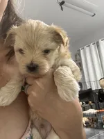 Biscotti “Scottie”, a male Morkie for sale in Tucson, AZ – Photo 3 of 3